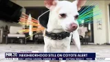 Orlando residents armor pets after coyotes attack animals