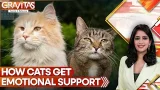 Studies: Cats Don't Need Owners For Emotional Support | GRAVITAS