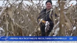 Porumb nerecoltat în raionul Drochia: pierderi de până la 40% pentru agricultori