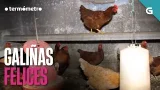 GALIÑAS PECHADAS... COMO FACELAS FELICES? | O TERMÓMETRO GALIÑAS PECHADAS... COMO FACELAS FELICES? | O TERMÓMETRO