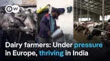 Why these farmers can thrive in India but struggle in Europe | DW News