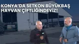 KONYA'DA SETKON ÇİFTLİĞİNDEYİZ I HAYVANCILIK REHBERİ
