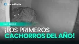 Nacen los tres primeros cachorros de lince ibérico de 2026 en España