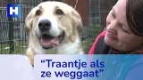 Langstzittende asielhond Mieske vindt eindelijk een thuis in Zweden