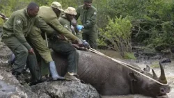 21 black rhinos relocated to Kenya's Loisaba Conservancy