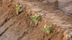Our Vegetables | Gourd