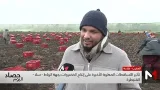 جهة الرباط سلا القنيطرة .. تأثير التساقطات المطرية الأخيرة على إنتاج الخضراوات