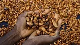 Ghana's cocoa crisis deepens as buyers owe banks $750 Million Ghana's cocoa crisis deepens as buyers owe banks $750 Million