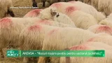 ANSVSA – “Riscuri majore pentru pentru sectorul zootehnic!” 27 01 2026