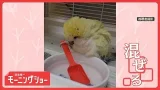スプーンをつかんでまぜまぜ…まるでコックなインコさん　料理の練習してる？　【羽鳥慎一モーニングショー】(2026年2月14日)
