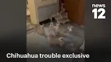 Эксклюзив: Стая чихуахуа сбежала из квартиры в Бронксе, ASPCA подтверждает расследование | News 12