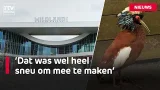 Hele kuifibisfamilie van Wildlands dood | RTV Drenthe