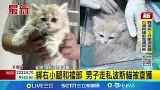 綁右小腿和襠部 男子走私波斯貓被查獲 │記者 張裕坤 葉濟豪│新聞一把抓 20260309│三立新聞台