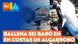 Ballena varada en Algarrobo: ¿Cuál es la causa de su muerte? | Tu Día