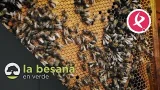 La apicultura en estado crítico | La Besana en verde La apicultura en estado crítico | La Besana en verde