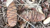 Świerk serbski - Picea omorika Świerk serbski - Picea omorika