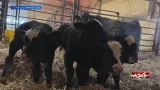 Quadruplet bull calves all grown up