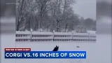 Fun in the snow: Storm can't stop this Corgi from playing