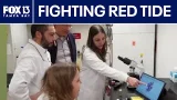 Red Tide Solution? USF Researchers Use Sunlight to Kill 90% of Algae