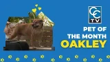 Meet Oakley—our Pet of the Month at the Animal Welfare League of Charlotte County.