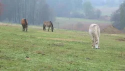 A honfoglalás lovainak öröksége