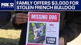 Chicago family offers $3,000 reward for stolen French bulldog