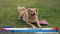 14 ENE 2026 Mascotas sanas en vacaciones