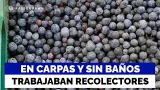 En carpas y sin baños: Así mantenian a trabajadores recolectores de arandanos