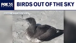 Migrating birds falling out of the sky in Florida. Here's why.