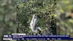 Great blue heron rescued after being tangled in fishing line
