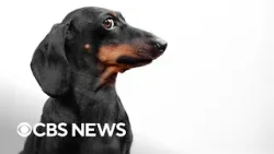 Dogs can learn new words by eavesdropping on people, study finds