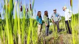 Muskrats, phragmites, and the perils Michigan wetland face | Brother Nature