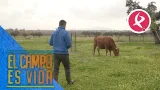 Alberto y su vaca Lola | El campo es vida