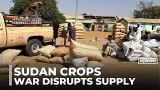Crop supply suffers in Sudan: Recent fighting affects market traders & production