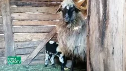 ”Crește numărul de animale, se dezvoltă comunitatea!” 14 01 2026