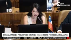 Cámara aprobó proyecto de diputada C. Veloso que  para abordar dilema de perros de libre deambular