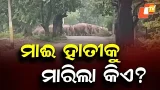 Dead Female Elephant Found in Forest Area of Balangir, Probe Underway Dead Female Elephant Found in Forest Area of Balangir, Probe Underway
