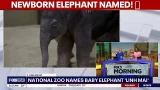 Newborn elephant at National Zoo named!