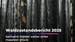 Waldzustandsbericht 2025: So geht es Sachsens Wäldern I Sachsen Fernsehen