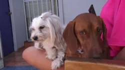 Especialista entrega recomendaciones para el cuidado de nuestras mascotas en verano