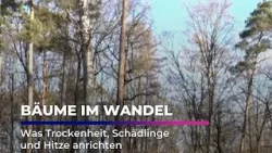 Eiche, Buche, Borkenkäfer: Das sagen die Details I Sachsen Fernsehen
