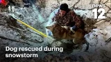 Спасатели спасли собаку, застрявшую в подземной трубе во время снегопада | News 12