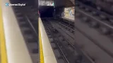 Abaten a un jabalí que se coló en el metro de Valencia