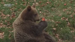 Festtag für Tierische Nachwuchsstars - Namensgebung der jungen Braunbären - RFH aktuell Festtag für Tierische Nachwuchsstars - Namensgebung der jungen Braunbären - RFH aktuell