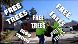 Get a Free Tree From the City!