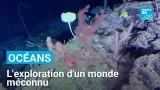 Océans : à 1 000 mètres de profondeur, l'exploration d'un monde méconnu • FRANCE 24
