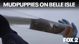 Belle Isle's beloved mudpuppies and Wayne County trail cameras | Brother Nature