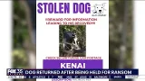 Stolen dog returned safely after being held for ransom