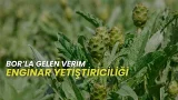 ENGİNAR YETİŞTİRİCİLİĞİ I BOR'LA GELEN VERİM
