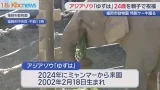 福岡市動物園のアジアゾウ「ゆずは」２４歳誕生日を親子で祝う